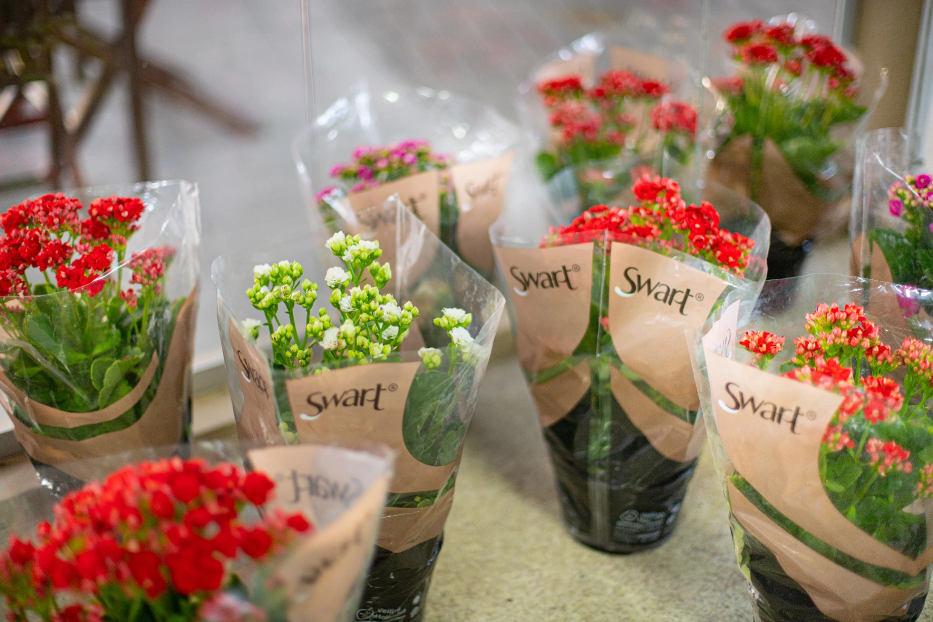 Vasos de kalanchoe disponíveis na floricultura
